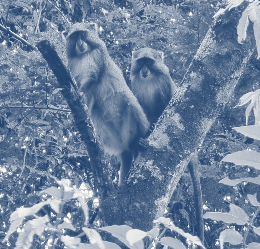 The two Blue Monkeys on their branch